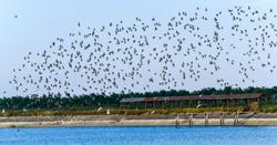 条子泥湿地列入世界自然遗产四周年 为打造“迁飞鸟类命运共同体”提供“中国方案”