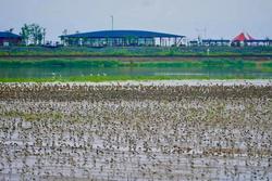 江苏东台：修复海岸带湿地，条子泥为鸟儿安“新家”