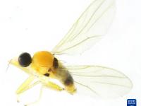 武夷山國家公園發現5個昆蟲新種