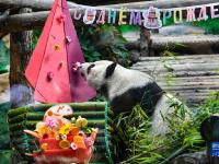 大熊貓“如意”和“丁丁”在莫斯科慶祝生日