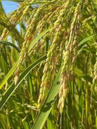 我国科学家破解水稻生殖隔离之谜，杂交水稻或将增产15%以上