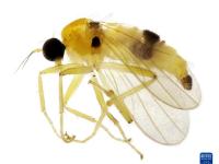 武夷山國家公園發現5個昆蟲新種
