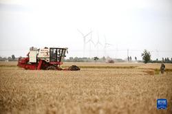 全国主产区累计收购小麦约500亿斤
