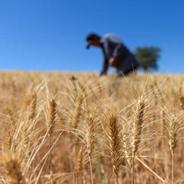 我国主产区累计收购小麦超5000万吨 旺季收购进度已超八成