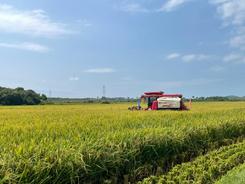 江西再生稻测产验收 亩产超900公斤 