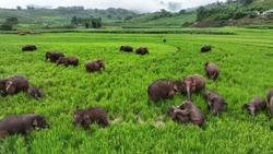 云南江城：30余头亚洲象集体觅食