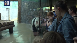 莫斯科动物园为旅俄大熊猫举办生日庆祝会 
