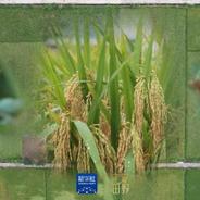 宝藏田野丨种花、留草、养虫……这些稻田有啥不一样？