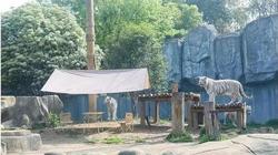 江苏一野生动物园因诱导游客“与虎同住”被罚25万元