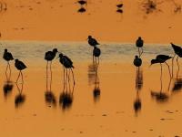 鹽城黃海濕地：珍禽異獸的樂園