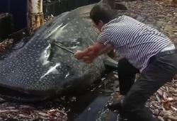 船员用铁锤虐打鲸鲨后丢回海中，浙江海警局：已控制涉事人员