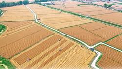 现代农业丨江苏盐城:促进农业增效 带动农户增收