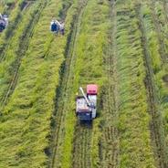 中国水稻研究所加强优质、抗虫等优良品种推广应用