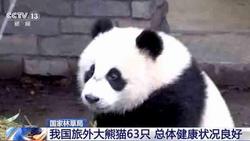 国家林草局：我国旅外大熊猫63只，总体健康状况良好