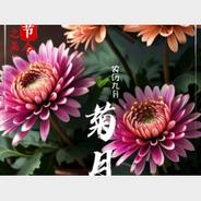 节令之美丨农历九月天，菊花有佳色
