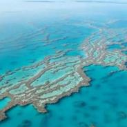新研究：海洋酸化可能使海藻物种变脆弱