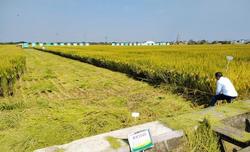 “江苏第一方”优质水稻亩产创常州市水稻单产新纪录 