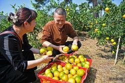 常州最大柑橘种植基地喜获丰收