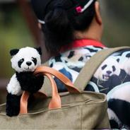 美国华盛顿国家动物园为旅美大熊猫举办欢送活动