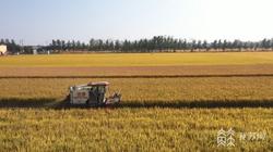 共绘秋收好“丰”景 新品种助力优质稻米产业发展