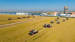 江苏射阳：喜看稻菽“千重浪”，“芯谷里”21600亩新品水稻开镰收割