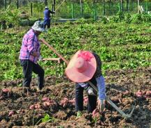 家庭农场喜丰收 带动村民就业增收