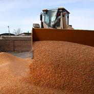 全国秋粮收购超过6000万吨 各地秋粮收购正在有序展开