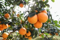 常州本地“红美人”柑橘大量上市