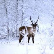 研究发现驯鹿在雪地觅食依靠能看见紫外线的眼睛