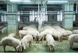 农业农村部：预计生猪规模化养殖比重达68%左右，比上年提高约3个百分点