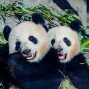 旅德大熊猫“梦想”和“梦圆”平安抵达成都