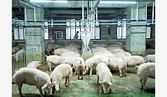 本周生猪均价下跌，机构预计12月涨幅依旧有限