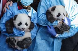 在德国出生的大熊猫双胞胎要回家了