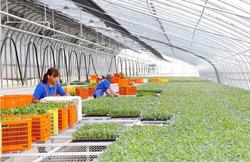 现代农业丨盐城滨海:智慧育苗“点绿成金”