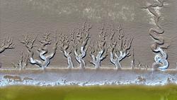 每日一景丨江苏东台:滩涂上的冰雪潮汐树