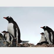 南极洲附近发现企鹅感染禽流感 已死亡逾200只