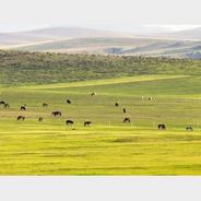 内蒙古最新确定基本草原面积达7.3亿亩