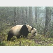 新华社权威快报丨大熊猫野外种群总量增长至近1900只