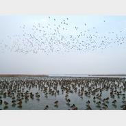 上万野鸭越冬衡水湖 冰上演绎生态画卷