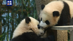 在韩国出生的大熊猫双胞胎“睿宝”“辉宝”通过媒体与公众见面
