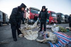 入境货车夹藏7具走私狼尸，被内蒙古移民管理警察当场查获