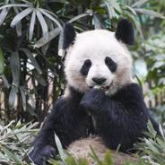 大熊猫风靡世界背后有一群“功夫熊猫”