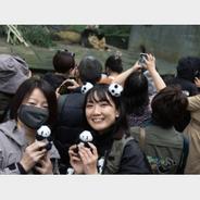 新华鲜报丨最萌“中国使者”！50多只“驻外”大熊猫全球圈粉不停步