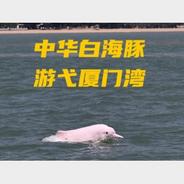“海上大熊猫”背后的倾力守护