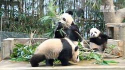旅韩大熊猫双胞胎将正式与公众见面