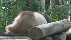 当大熊猫跳起“科目三”……
