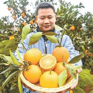 柑橘陆续上市 助力乡村振兴