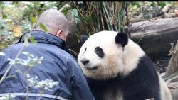 排队看“花花”，这群年轻人为什么热衷于看大熊猫