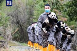 2023年两家机构共成功繁育34只大熊猫