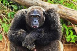 新研究揭示猩猩也会像人类一样与同伴开玩笑 